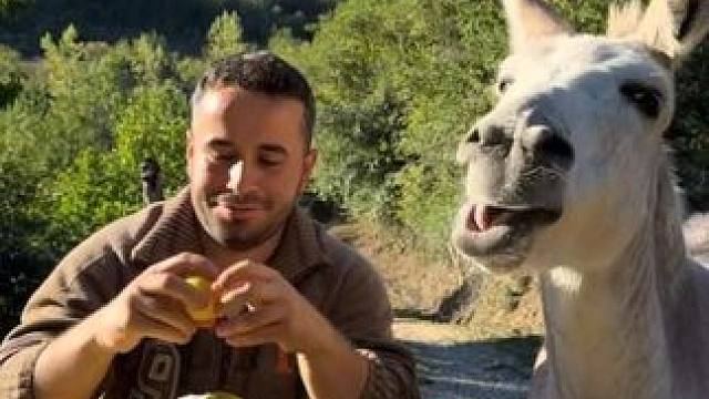 宠物小毛驴吃橘子 #国外视频分享 #奇妙的动物 #宠物