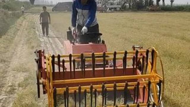 认识10种不同的香料，原来它们长这样 #香料 #植物