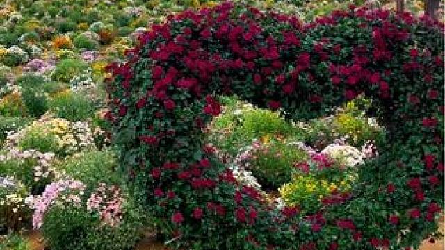 这个秋天来罗山邂逅最绚烂的花海 抓住招远丰收节的尾巴，罗山今天免门票最后一天淘金小镇，黄金博物馆