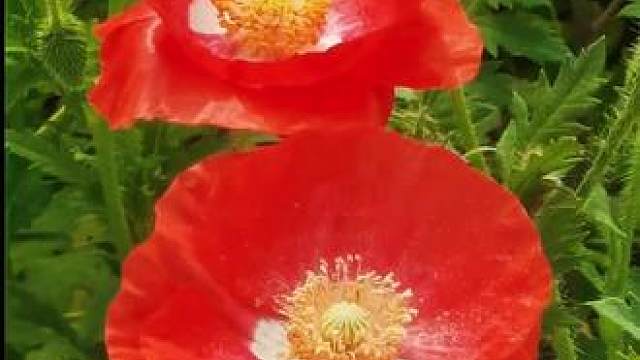 我用手去触摸你的眼睛， 太冷了， 倘若你的眼这样冷， 有个人的心会结冰。