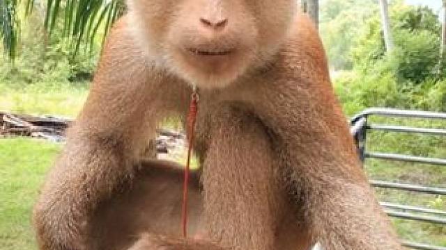 泰国打工猴准备开工摘椰子