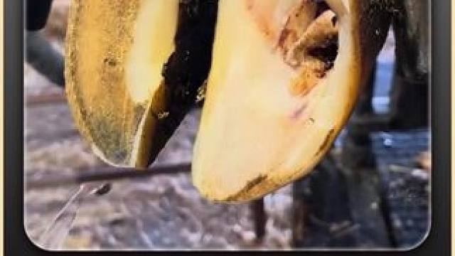 旋刀大法一上线，蹄底的问题就显现 修牛蹄