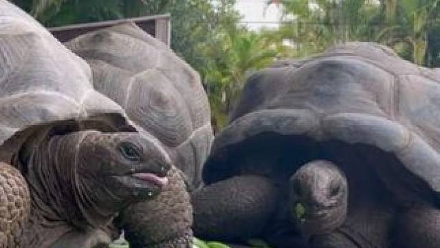 加拉帕戈斯象龟吃蔬菜大餐