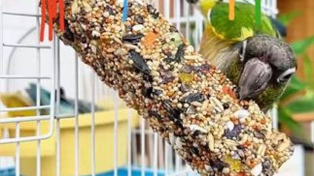 就是这个小东西，让我家鹦鹉爱上了磨嘴，多种谷物和蜂蜜制成，鸟宝吃的放心，磨的开心~#鹦鹉日常  #鹦