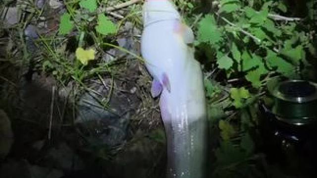 #创作者中心 #创作灵感 钓鱼没有巧，唯有天天搞。