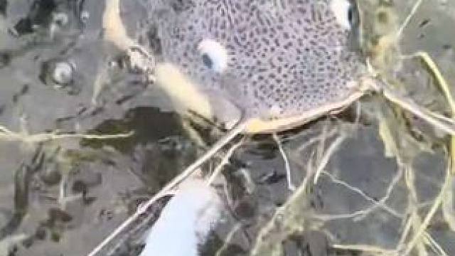 国外小伙投喂招财猫