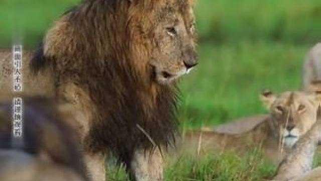 V16发动机的引擎 雄狮霸道的进食权将野兽的狂躁彻底的释放