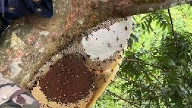 爬上大树采集野生蜂蜜