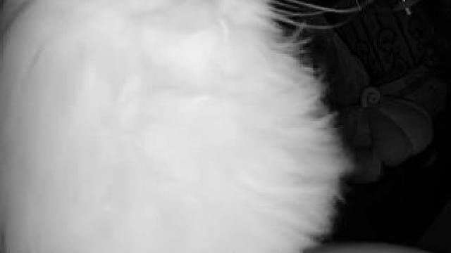 福猪猪其实是只高需求小猫来的 见人就要嚎，嚎不出人就捣蛋