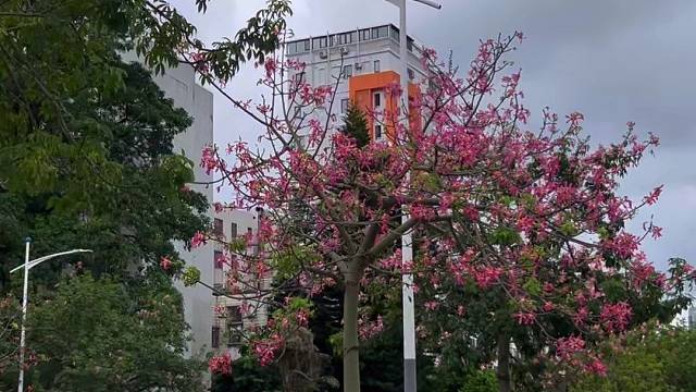 美丽异木棉争相绽放