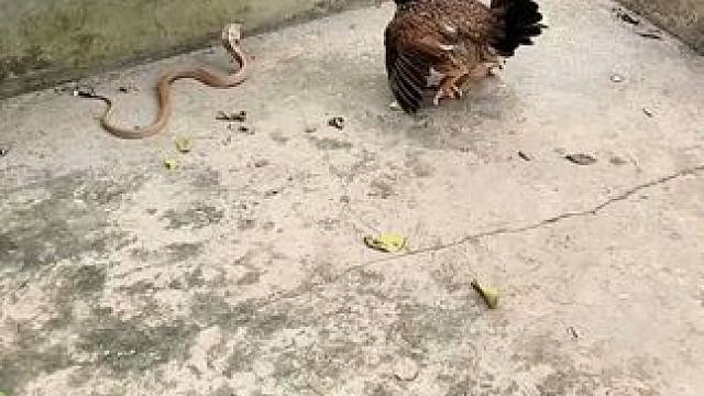 狐獴帮助老母鸡