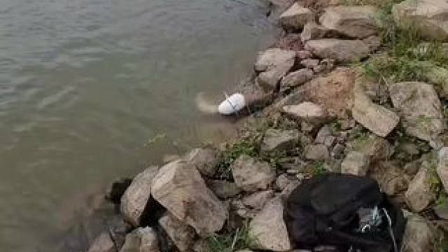 #鲶鱼哥 钓大口鲶实战分享。
