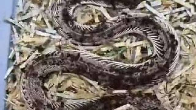 食肉皮甲虫清理响尾蛇用来制作标本