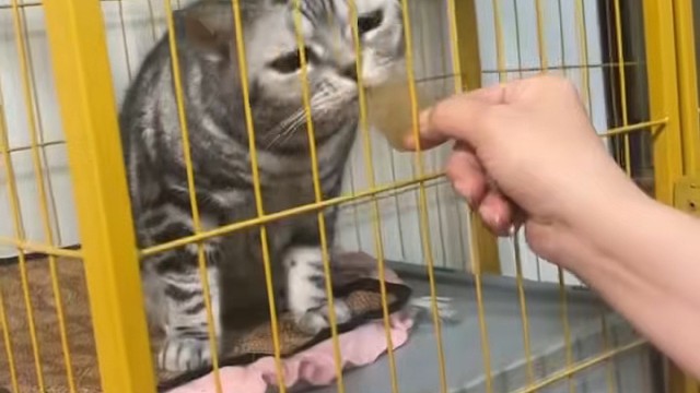 它最爱吃的营养零食