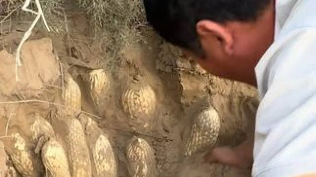 认识12种不同的药材，你都见过哪几种呢