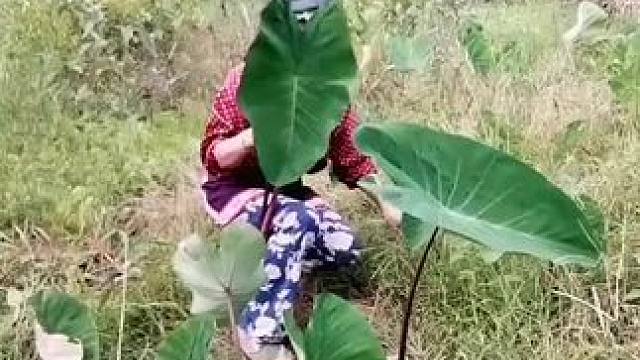 山卡卡里的农村大姐学费了开直播每天收获满满您还在恐播怕播不敢开播开播了不知说什么吗 #