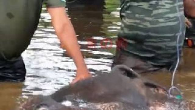 水蛇为何会钻进大象的嘴里？ #瓜子二手车