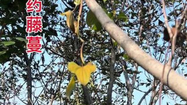 这里有颗大的野生山药，等过段时间来挖出来！ #上热搜 #原创视频 #大自然