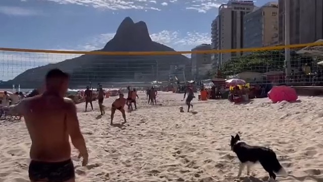 边牧玩沙滩排球