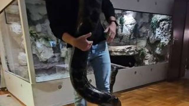 小伙把宠物搬回自己的房间 #国外视频分享 #奇妙的动物 #宠物