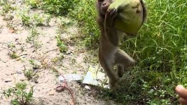 泰国打工猴摘完椰子还要搬运椰子