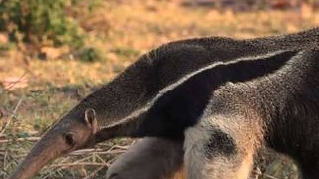 巴西大食蚁兽 #国外视频分享 #奇妙的动物 #野生动物零距离