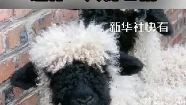 快来看快乐小羊蹦跶，送你一天好心情！