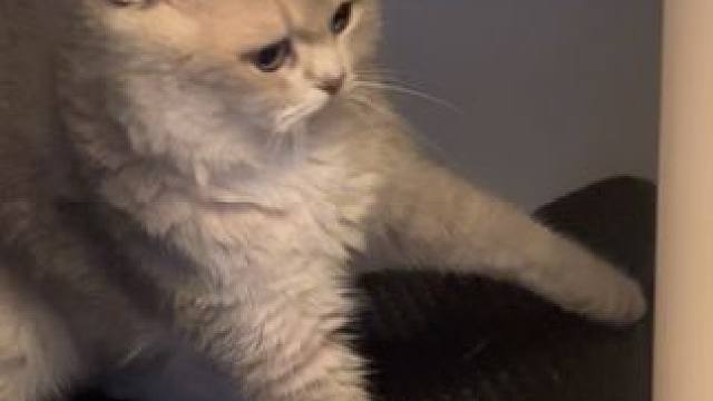 只是那种会被困住的笨小猫罢了