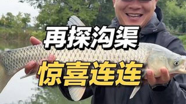 再来探钓这条心心念念的小沟渠，这次又没让我失望