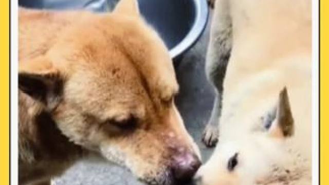 老公你怎么了，老公你说句话啊 #动物的迷惑行为 #萌宠出道计划