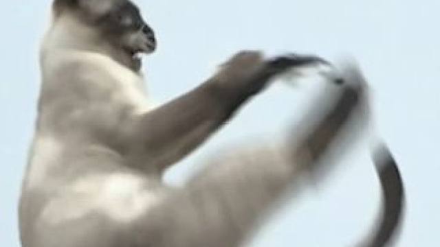 暹罗猫のHIIT锻炼，一小时清空体力条 #记录猫咪日常 #暹罗猫 #炫耀一下我的小猫 #猫memes