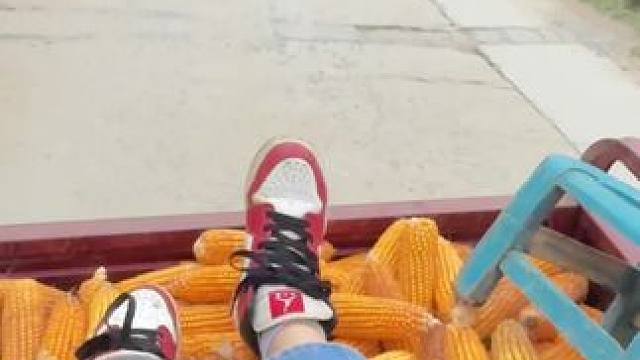 也熊吧 太费闺女了
不如我发位置 你来偷吧，撂挑子了 #玉米 #回村后的我 #农村生活