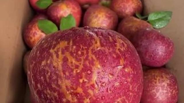 云南昭通丑苹果！真是甜甜的心！！苹果香超级浓郁！又香又脆又甜！！喜欢吃苹果姐妹们一定要试试这个丑苹果