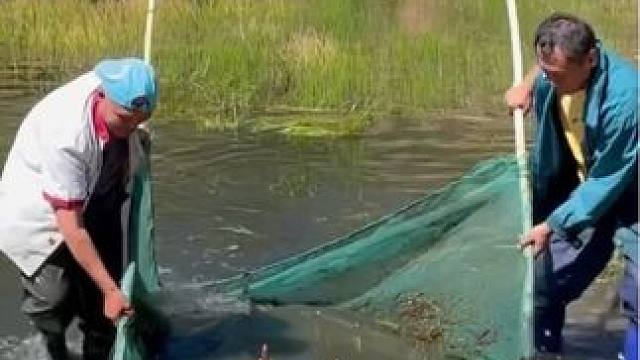 乡下野外抓鱼视频