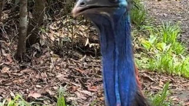 杀人鸟鹤驼很像恐龙 #国外视频分享 #奇妙的动物 #野生动物零距离