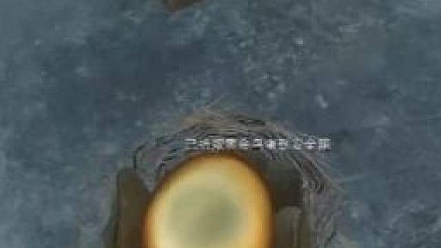 10月3号迁徙的鸟窝全地图位置带跑！【三角洲行动】