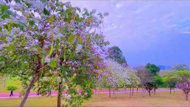 分享八种万能运镜技巧，八种万能运镜技巧 #手机摄像 #拍摄技巧 #运镜教程 #治愈系风景