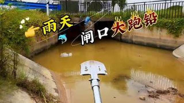 雨天闸口大鲶鱼 #户外#抽水#户外抓鱼#抽水抓鱼#抓鱼