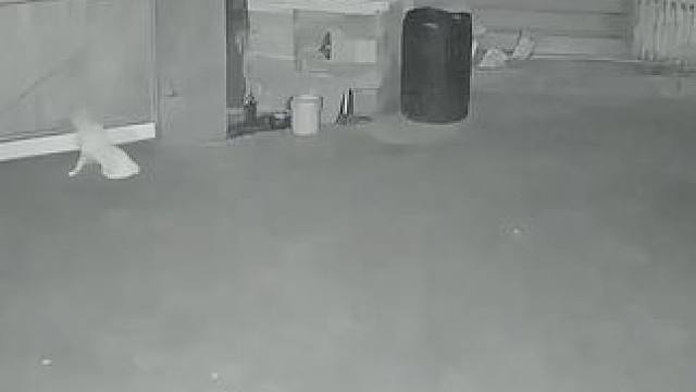 当我半夜玩蛋仔不小心连了村里的喇叭，全村都在听小鸡蛋嘎哒嘎哒 mf