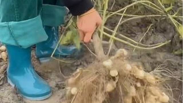 这个果子你肯定没见过 