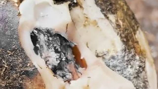 牛蹄到底有多大的压力，大半个蹄底都没了