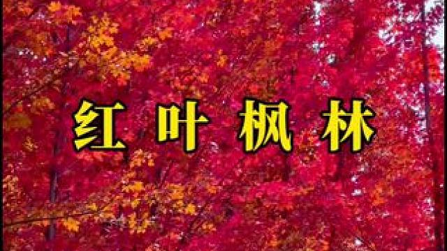 秋天总是带着莫名的伤感，但又很喜欢这样的感觉。#秋天 #枫叶 #治愈系风景 #红叶枫林