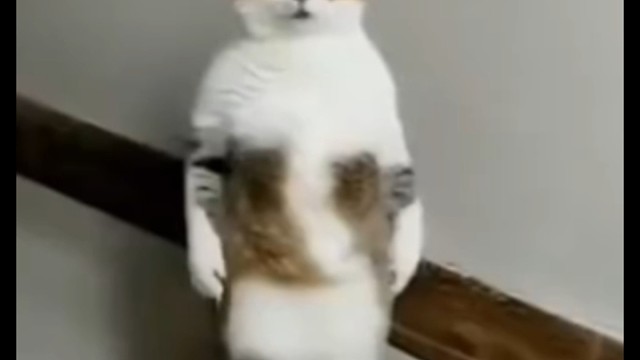 战斗猫