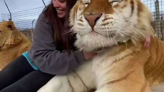 快速欣赏一些不同的老虎 #老虎 #东北虎 #保护野生动物