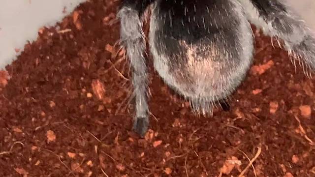 (｡◕ˇ﹏ˇ◕｡ )