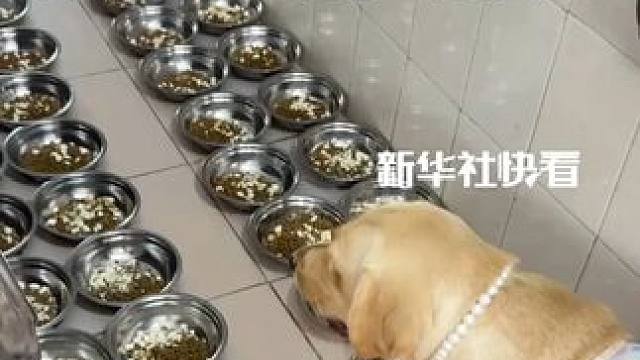 狗子：这对吗？