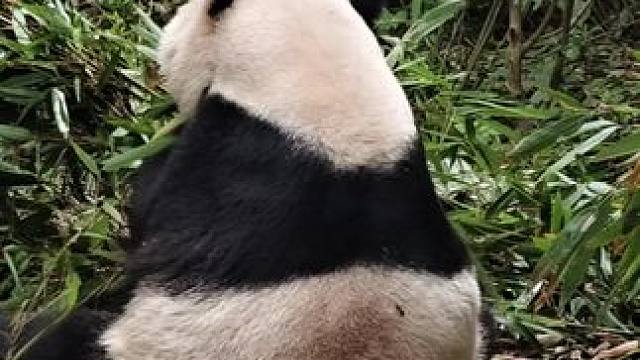 大熊猫