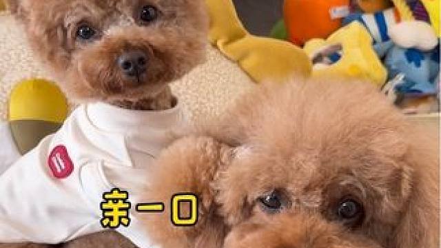 天呐，米奇真的好会照顾它的哥哥呀！ 养宠家庭一定要重视毛孩子小心心的养护哦！#萌宠日常记录 #狗子成