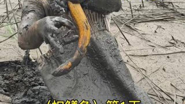 花1000块包下能吃小鸭子的鳝鱼塘，鳝鱼又多又大，第一天就扣了二十斤，赚大了！！#户外 #我的乡村生