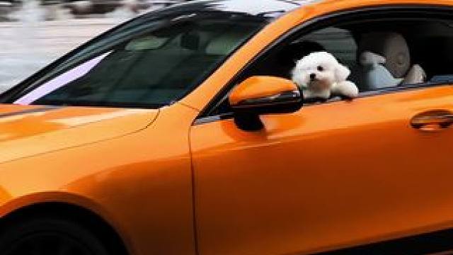 20岁的单身小姐姐开着奔驰E，还有一条可爱的小比熊来逛万象城啦